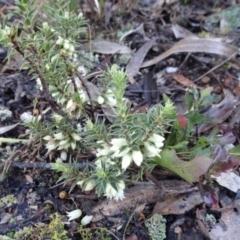 Melichrus urceolatus at Carwoola, NSW - 7 Jul 2021 10:00 AM