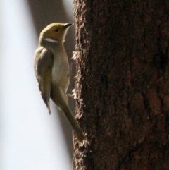 Ptilotula penicillata (White-plumed Honeyeater) at Springdale Heights, NSW - 21 Jul 2021 by PaulF