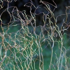 Salix matsudana (Tortured Willow) at Wodonga, VIC - 21 Jul 2021 by Kyliegw