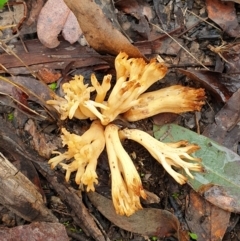Ramaria sp. (A Coral fungus) at Aranda Bushland - 18 Jul 2021 by drakes