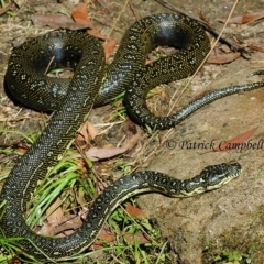 Morelia spilota spilota (Diamond Python) at Blue Mountains National Park - 10 Aug 2021 by PatrickCampbell