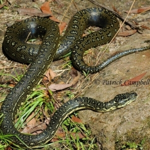 Morelia spilota spilota at suppressed - 10 Aug 2021