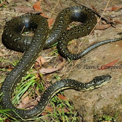 Morelia spilota spilota (Diamond Python) at Blue Mountains National Park - 10 Aug 2021 by PatrickCampbell