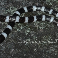 Vermicella annulata (Common Bandy-Bandy) at Blue Mountains National Park, NSW - 8 Jun 2006 by PatrickCampbell