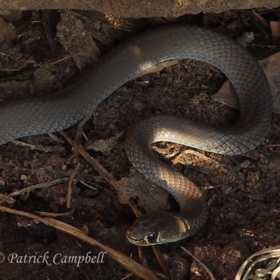 Demansia psammophis (Yellow-faced Whipsnake) at Blue Mountains National Park, NSW - 9 Nov 2017 by PatrickCampbell
