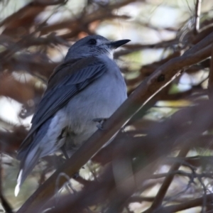 Colluricincla harmonica at Molonglo Valley, ACT - 21 Jul 2021