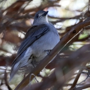 Colluricincla harmonica at Molonglo Valley, ACT - 21 Jul 2021