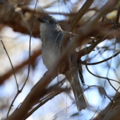 Colluricincla harmonica at Molonglo Valley, ACT - 21 Jul 2021