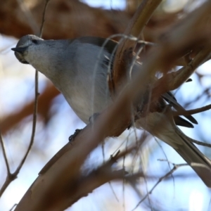 Colluricincla harmonica at Molonglo Valley, ACT - 21 Jul 2021