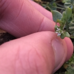 Stellaria media (Common Chickweed) at Lyneham, ACT - 21 Jul 2021 by Tapirlord