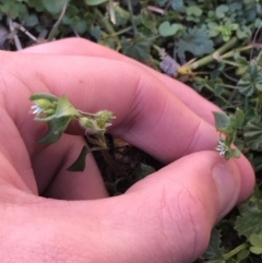 Stellaria media at Lyneham, ACT - 21 Jul 2021