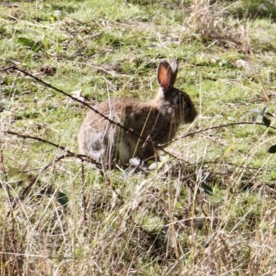 Oryctolagus cuniculus (European Rabbit) at Springdale Heights, NSW - 21 Jul 2021 by PaulF