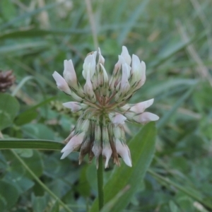 Trifolium repens at Isabella Plains, ACT - 4 Apr 2021 05:20 PM