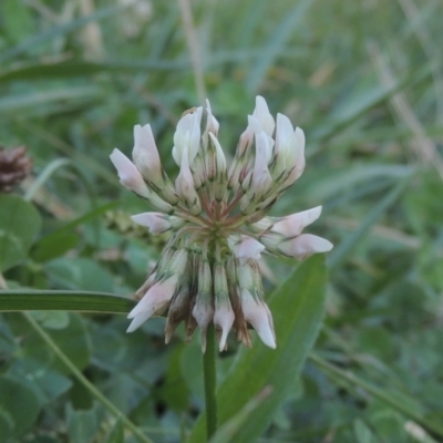 Trifolium repens (White Clover) at Isabella Plains, ACT - 4 Apr 2021 by michaelb