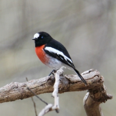 Petroica boodang (Scarlet Robin) at Springdale Heights, NSW - 21 Jul 2021 by PaulF