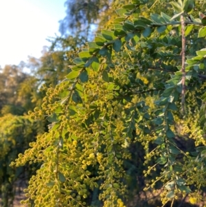 Acacia pravissima at Hackett, ACT - 21 Jul 2021