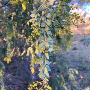 Acacia pravissima at Hackett, ACT - 21 Jul 2021