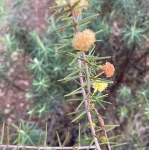 Acacia ulicifolia at Hackett, ACT - 21 Jul 2021