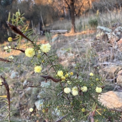 Acacia ulicifolia (Prickly Moses) at Hackett, ACT - 21 Jul 2021 by waltraud