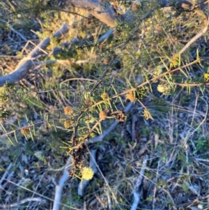 Acacia ulicifolia at Hackett, ACT - 21 Jul 2021 04:52 PM