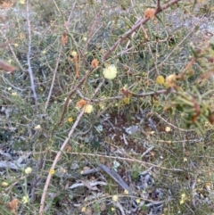 Acacia ulicifolia at Hackett, ACT - 21 Jul 2021