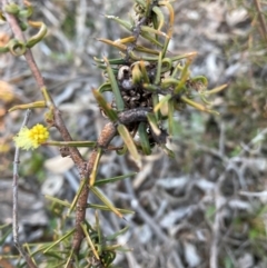 Acacia ulicifolia at Hackett, ACT - 21 Jul 2021 04:52 PM