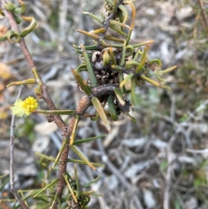 Acacia ulicifolia at Hackett, ACT - 21 Jul 2021