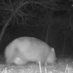 Vombatus ursinus (Common wombat, Bare-nosed Wombat) at Mongarlowe River - 4 Jul 2021 by LisaH