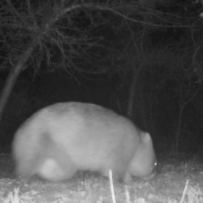 Vombatus ursinus (Bare-nosed Wombat) at Mongarlowe, NSW - 5 Jul 2021 by LisaH