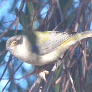Melithreptus brevirostris at Boro, NSW - 22 Jul 2021 11:05 AM