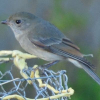 Pachycephala pectoralis (Golden Whistler) at Boro, NSW - 8 Jun 2021 by mcleana