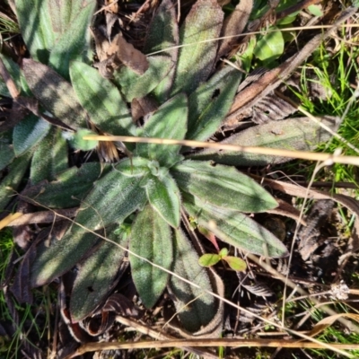 Plantago varia (Native Plaintain) at Saint Marks Grassland - Barton ACT - 22 Jul 2021 by Jiggy