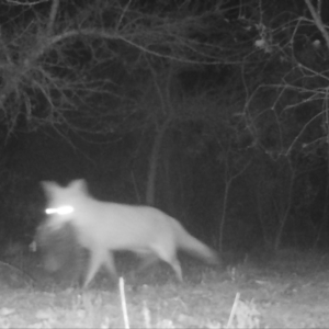 Vulpes vulpes at Mongarlowe, NSW - suppressed