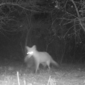 Vulpes vulpes at Mongarlowe, NSW - suppressed