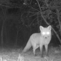 Vulpes vulpes at Mongarlowe, NSW - suppressed