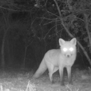 Vulpes vulpes at Mongarlowe, NSW - suppressed