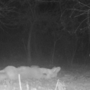 Vulpes vulpes at Mongarlowe, NSW - suppressed