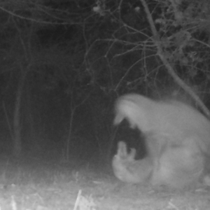 Vulpes vulpes at Mongarlowe, NSW - suppressed