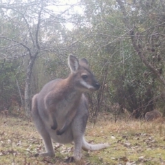 Notamacropus rufogriseus (Red-necked Wallaby) at Mongarlowe, NSW - 7 Jul 2021 by LisaH