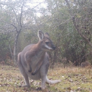 Notamacropus rufogriseus at Mongarlowe, NSW - suppressed