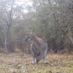 Notamacropus rufogriseus at Mongarlowe, NSW - suppressed