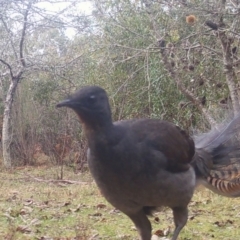 Menura novaehollandiae (Superb Lyrebird) at Mongarlowe River - 16 Jul 2021 by LisaH