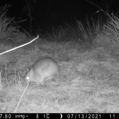 Perameles nasuta (Long-nosed Bandicoot) at Mongarlowe, NSW - 18 Jul 2021 by LisaH