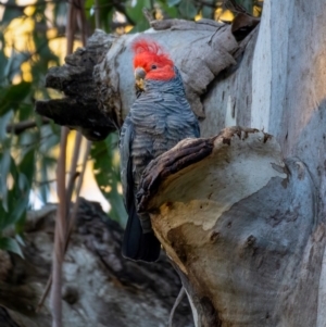 Callocephalon fimbriatum at Uriarra, NSW - suppressed