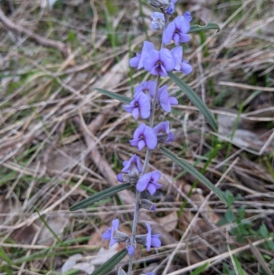 Hovea heterophylla (Common Hovea) at Glenroy, NSW - 22 Jul 2021 by Darcy