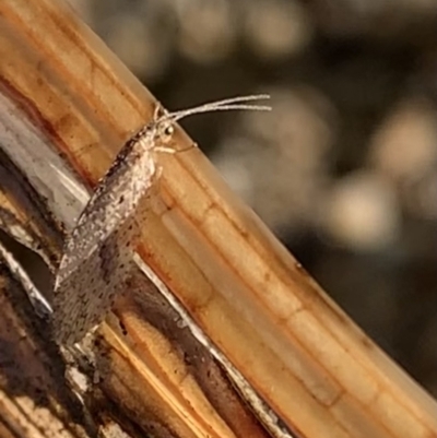 Micromus tasmaniae (Tasmanian Brown Lacewing) at Murrumbateman, NSW - 21 Jul 2021 by SimoneC