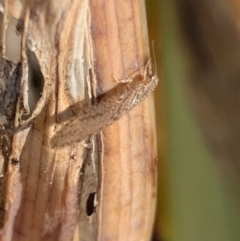 Micromus tasmaniae at Murrumbateman, NSW - 21 Jul 2021