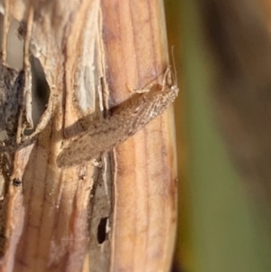 Micromus tasmaniae at Murrumbateman, NSW - 21 Jul 2021