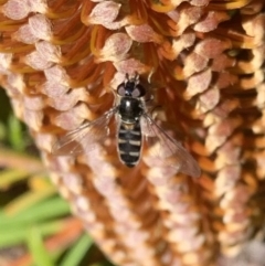 Syrphini sp. (tribe) (Unidentified syrphine hover fly) at Murrumbateman, NSW - 21 Jul 2021 by SimoneC