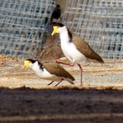 Vanellus miles (Masked Lapwing) at Tharwa, ACT - 22 Jul 2021 by RodDeb